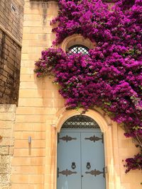 View of flowering plants against building