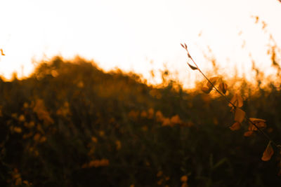 Plants against sky during sunset