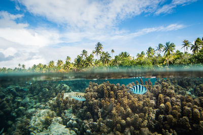 Water surface level view of coral reef and sky