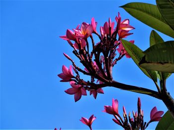 Low angle view of pink flowering plant against blue sky