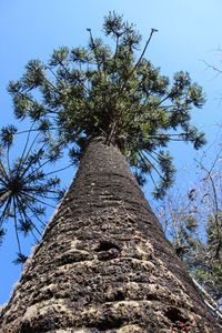 Low angle view of trees against clear blue sky