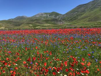 Red flowers growing on field against mountains