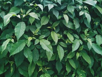 Full frame shot of leaves