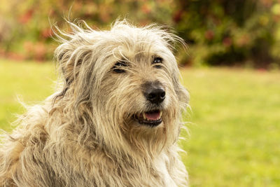 Close-up portrait of a dog on field