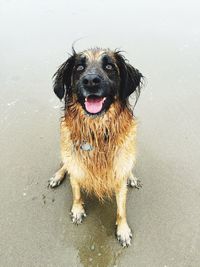 Close-up portrait of wet dog sitting outdoors