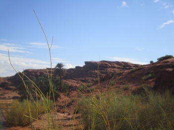 Plants growing on land against sky