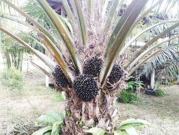 Close-up of succulent plant on field