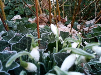 Close-up of plants