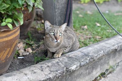 Cat sitting by plant