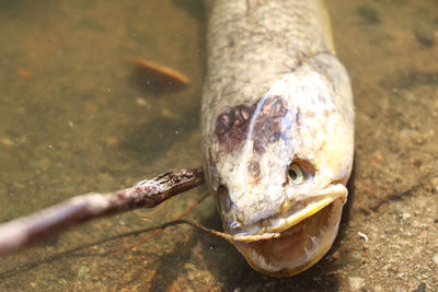 animal