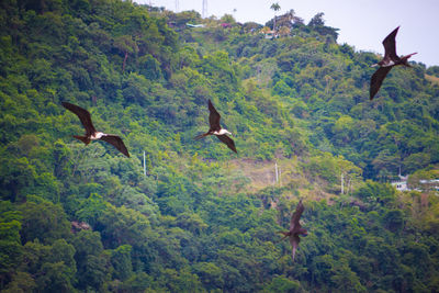 Birds flying over trees