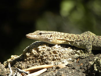 Close-up of a lizard on rock