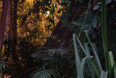 Close-up of palm tree