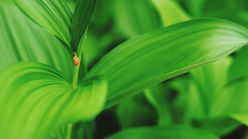 Close-up of ladybug on leaf