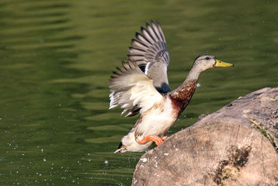 Close-up of duck  ruffling feathers on wooden log in water