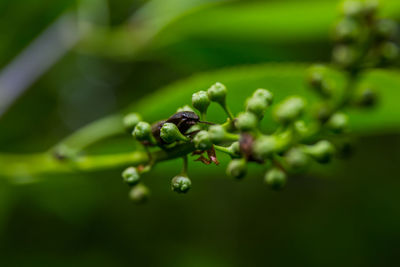 Close-up of fresh green leaf on plant