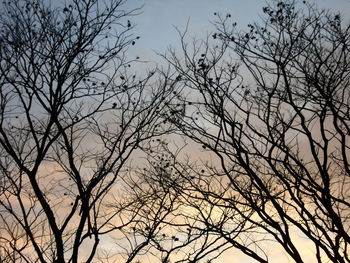 Low angle view of silhouette bare tree against sky