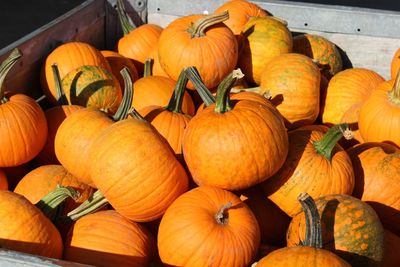 High angle view of pumpkins for sale at market stall