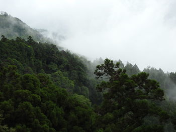 Trees in forest against sky