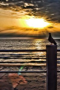 Bird perching on sea against sky during sunset