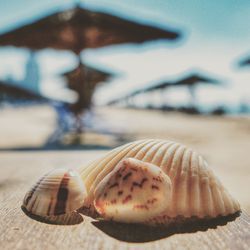 Close-up of seashell on beach