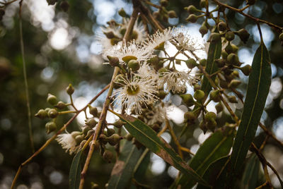 Close-up of fresh white flowers blooming on tree