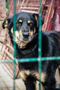 Close-up of dog