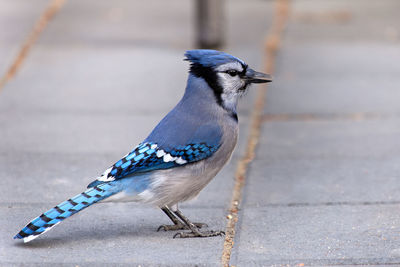 Close-up of a bird