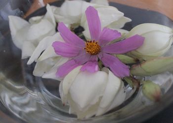 Close-up of flowers