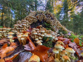 Close-up of mushrooms growing in forest