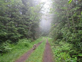 View of dog on footpath in forest