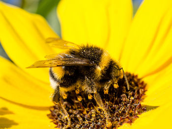 Close-up of bee pollinating on sunflower