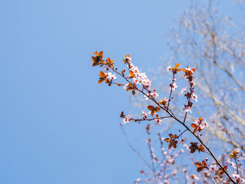 Blooming cherry tree. beautiful white flowers on clear blue sky background. sunny spring day.