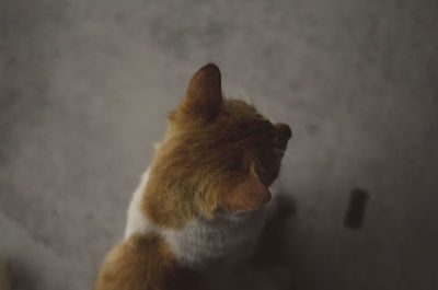 Close-up of cat yawning