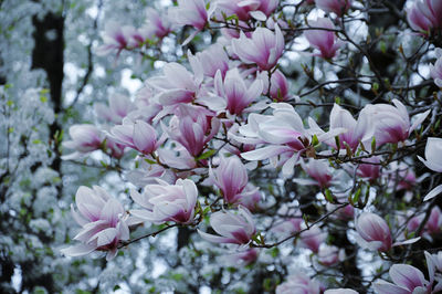 Close-up of pink magnolia blooming in spring