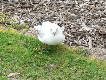 Bird on grassy field