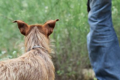 Close-up of horse standing on field