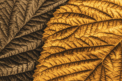 Full frame shot of dried leaves