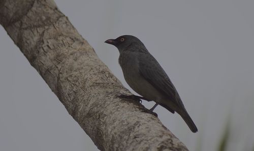 Low angle view of bird perching on branch against sky