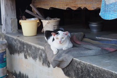 Portrait of cat sitting outdoors