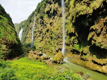 View of an animal on rock
