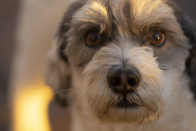 Close-up portrait of dog sticking out tongue