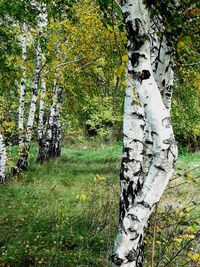 Trees growing on field in forest