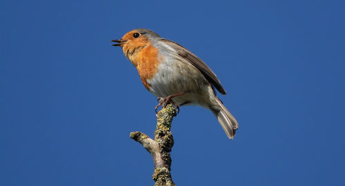 Low angle view of bird perching on branch against clear blue sky