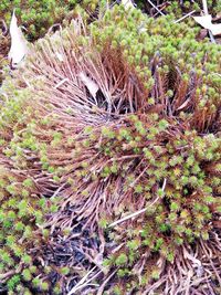 Close-up of plant growing on field