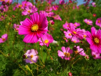 Close-up of pink cosmos flowers on field