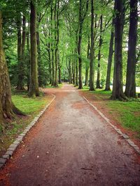 Road amidst trees in forest