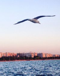 Seagull flying over sea