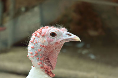 Close-up of bird