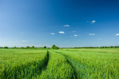 Wheel tracks in green grain, horizon and blue sky. zarzecze, poland